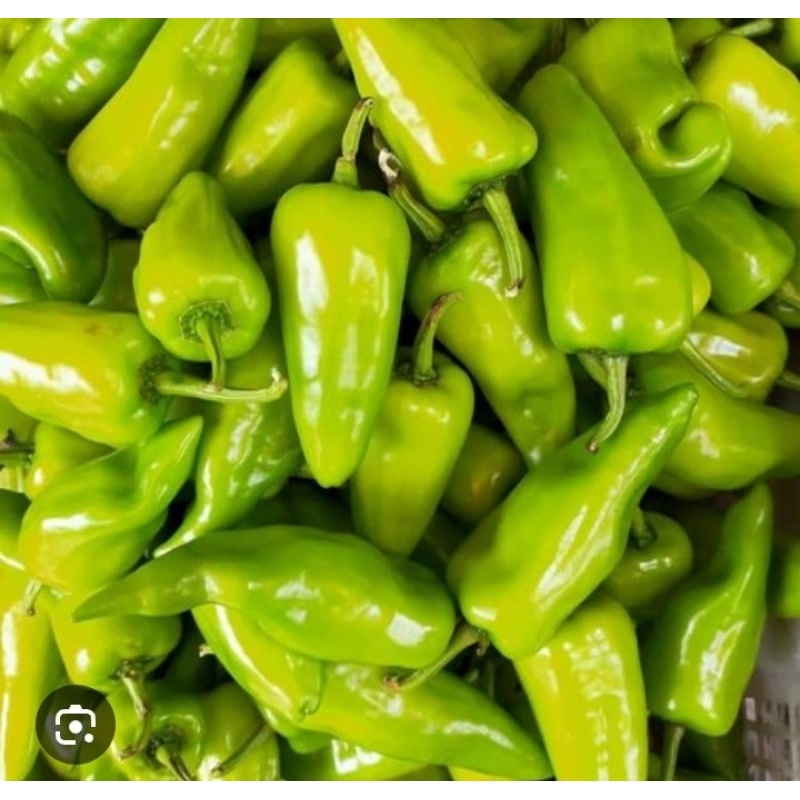 

Biji Cabe Ijo