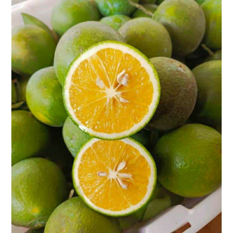 

Baby JaVa jeruk manis 1 kg