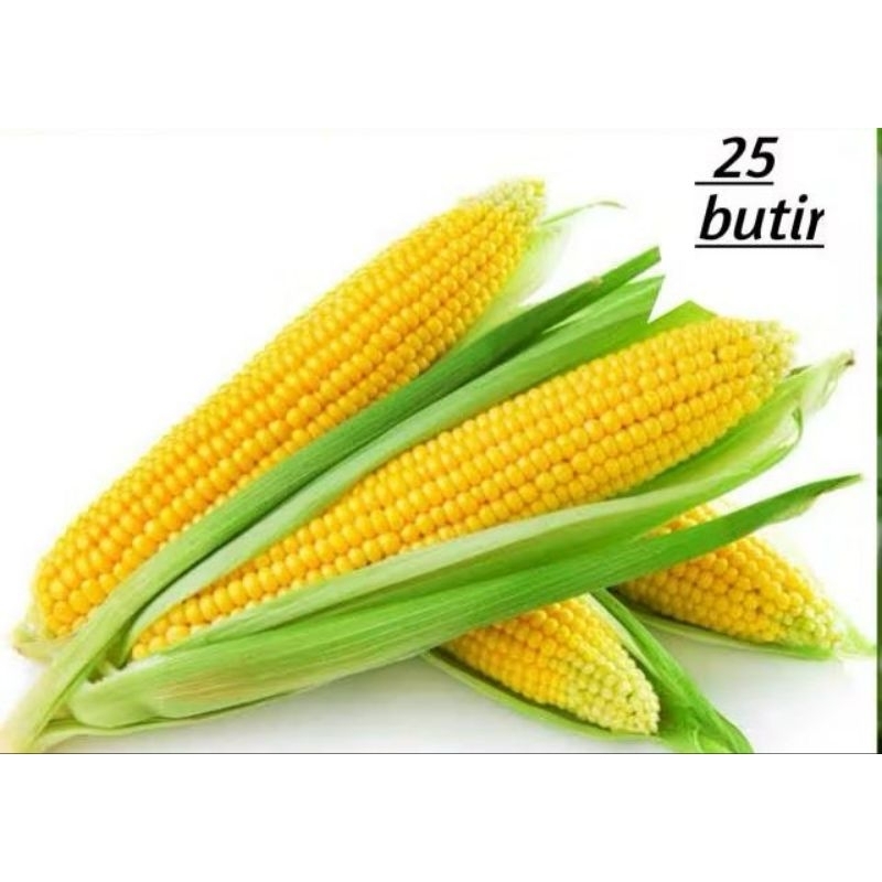 Benih Jagung Manis Exotic isi 25 Biji kemasan Seed Tahan terhadap Virus