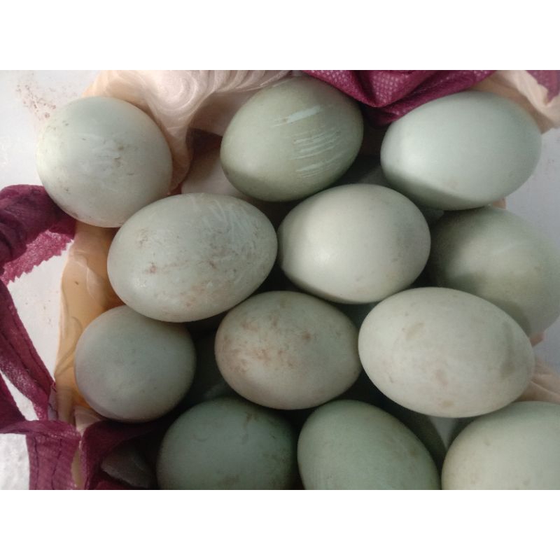 telur bebek fresh kandang / itik Mojosari/ bebek cokelat / bisa ditetaskan