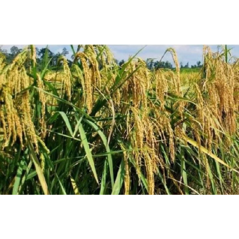 Teh_Teh Maniez 1Kg Benih Padi Ketan Putih Grendel Padi Ketan Super Unggul