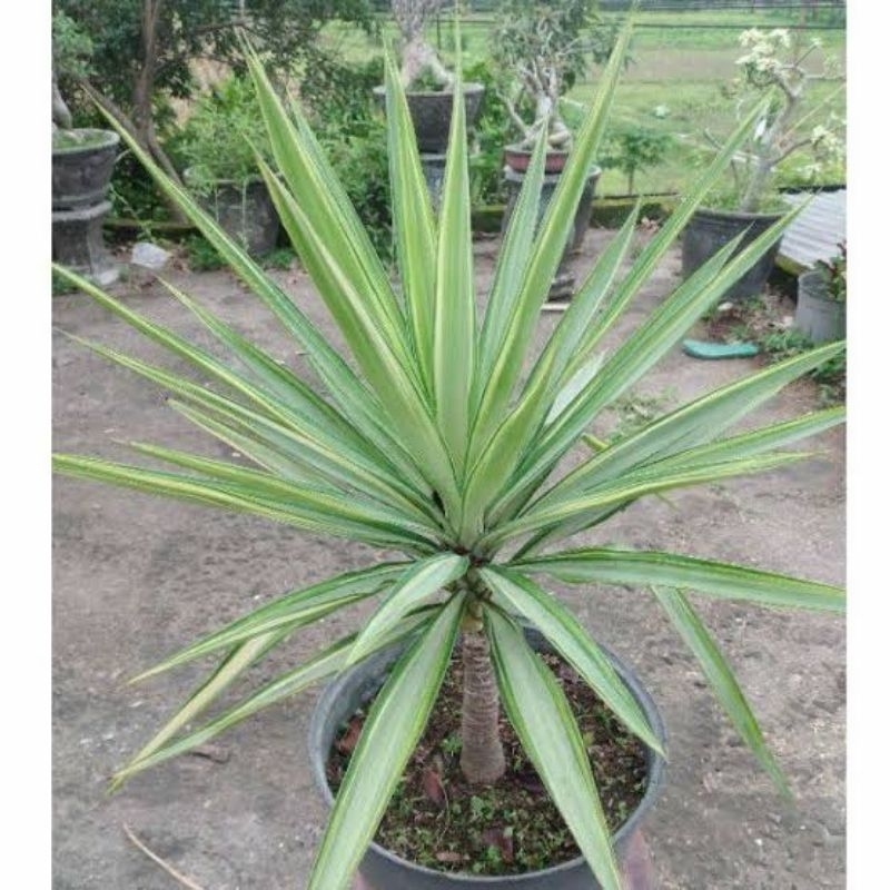 Tanaman hias pandan yucca variegata
