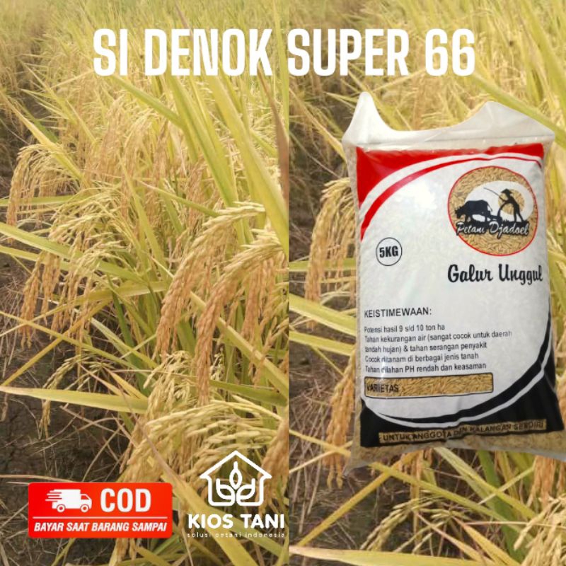 BENIH PADI UNGGUL SI DENOK SUPER 66