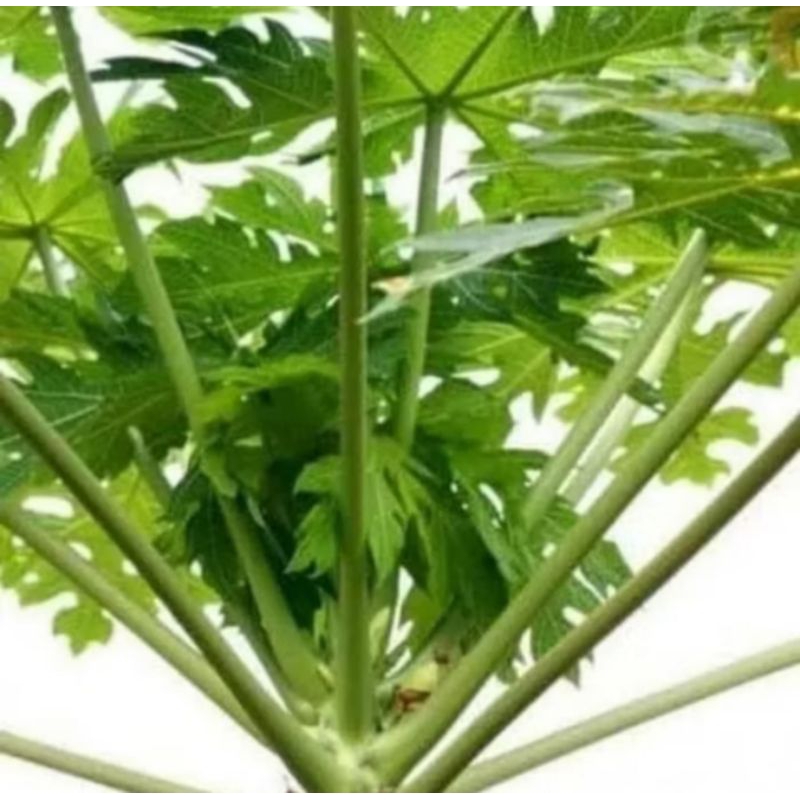 

Daun pepaya segar daun gandul fresh 10 lembar