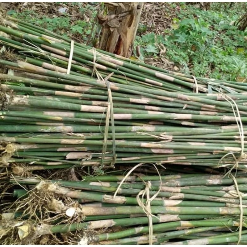 Promo bibit bambu Tamiang 100 cm
