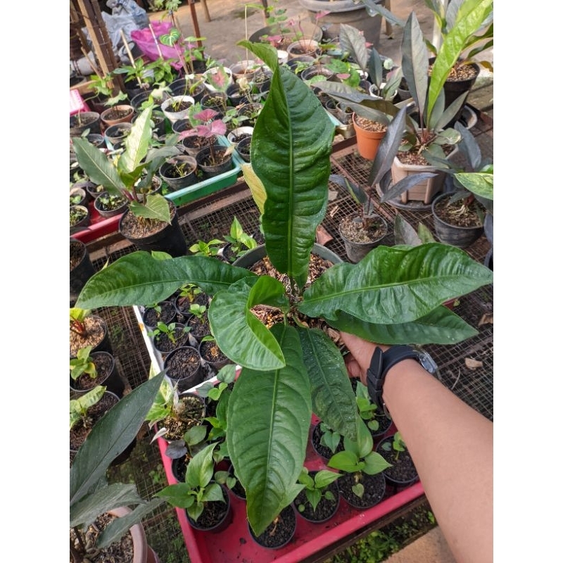 reflexinervium ecuador