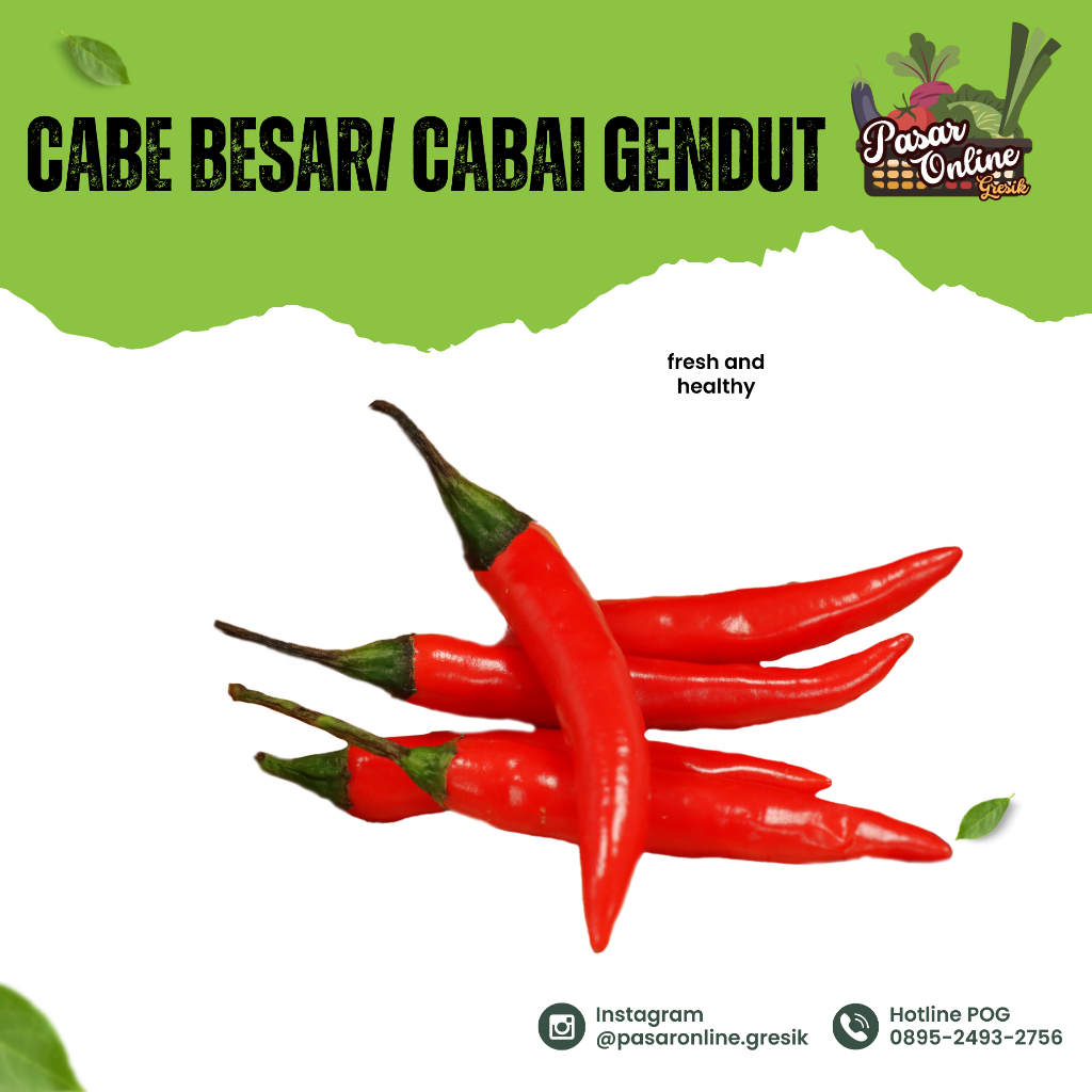 

CABE BESAR / CABAI GENDUT