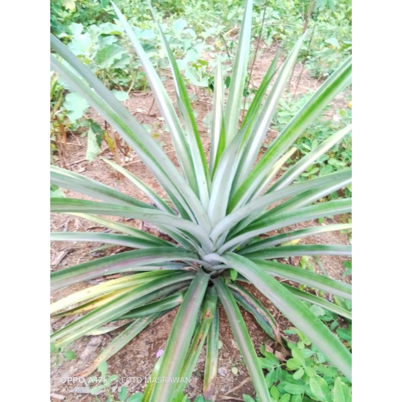 

Daun Nanas Segar 10 Helai