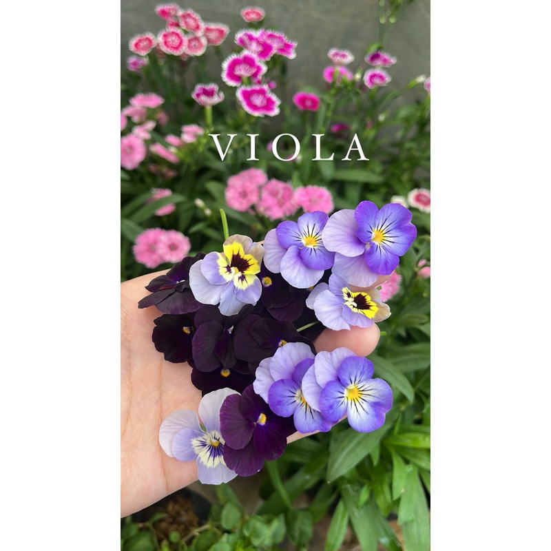 

Viola | edible flower | Garnish makanan