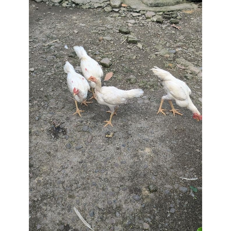 Ayam Kampung Super Jago dan Betina Warna Putih Calon Bibit ( Hidup )