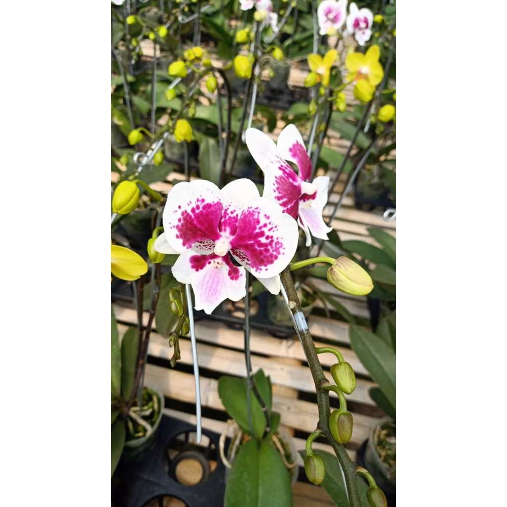 Bunga Anggrek Hias - Bunga Anggrek dalam pot - Bunga Outdoor