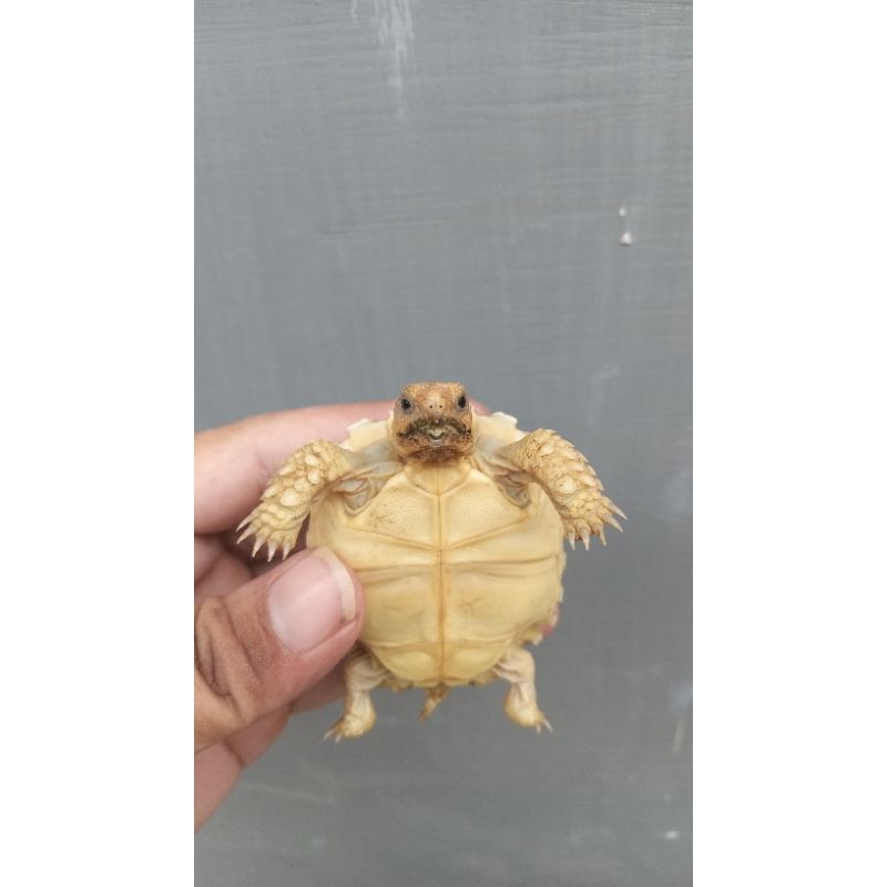 miniatur sulcata 6cm