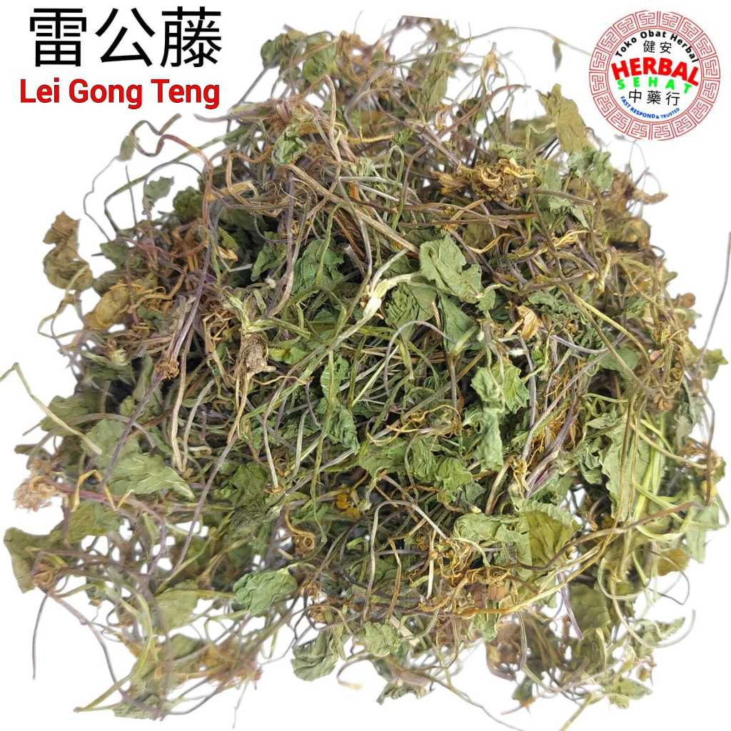 

Lei Gong Teng 雷公藤 Tripterigium Wilfordii