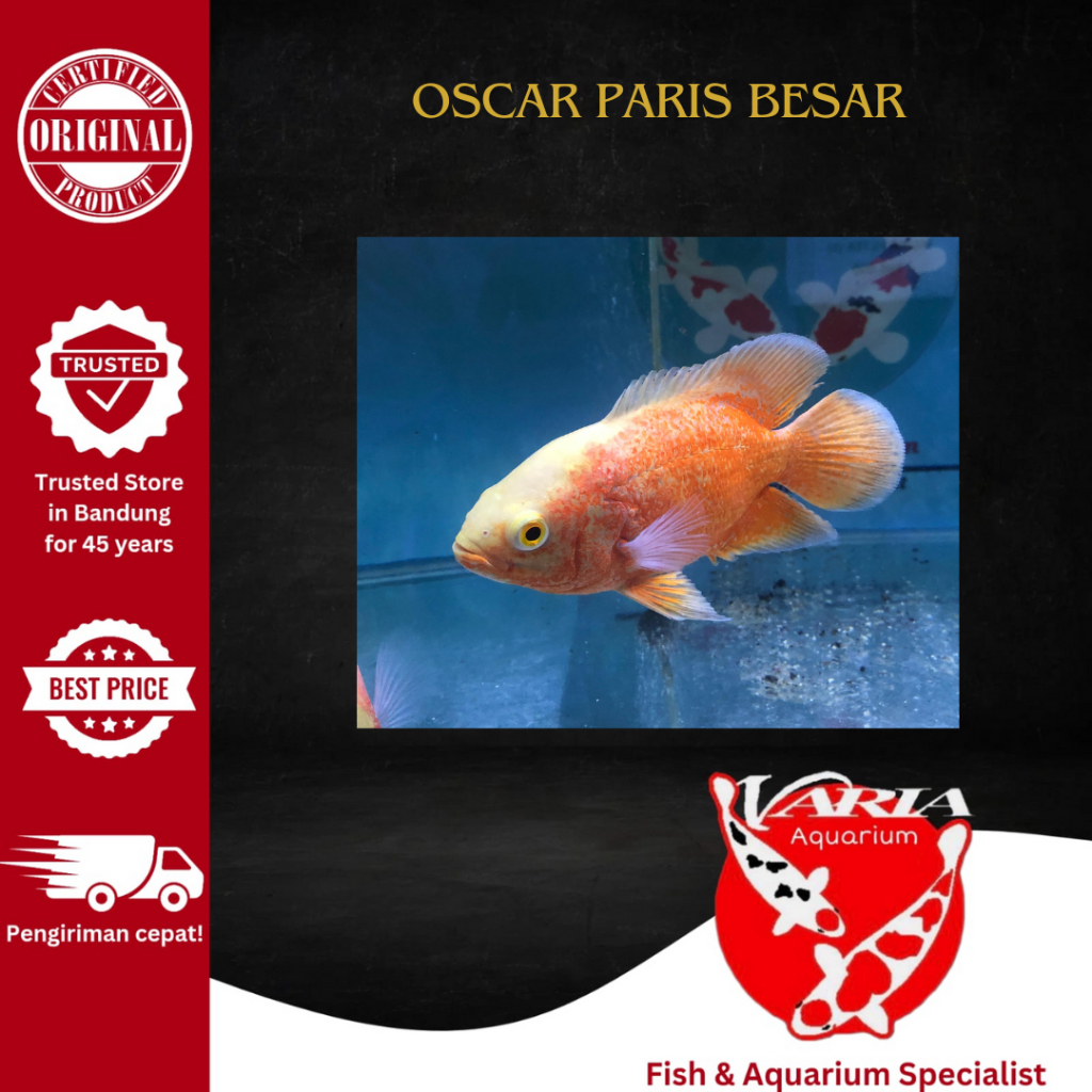 Ikan Hias Predator Oscar Paris Besar Ikan Hias Aquarium Tankmate Oscar Paris