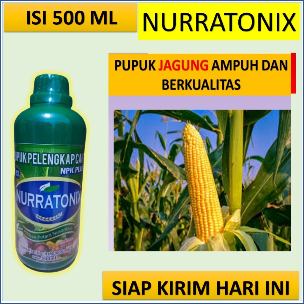 pupuk agar jagung cepat berbuah -  pupuk untuk jagung terbaik - pupuk untuk jagung biar buahnya besa