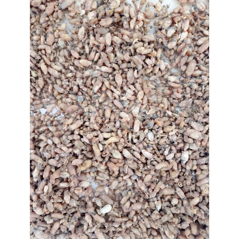 

baby cumi kering premium size 0,5-1cm berat 1kg