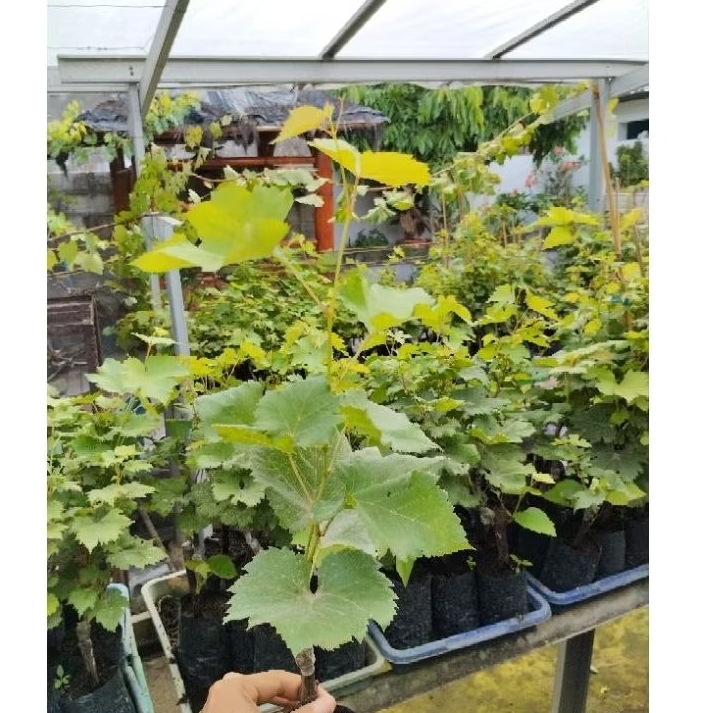 Bibit anggur import Gosv