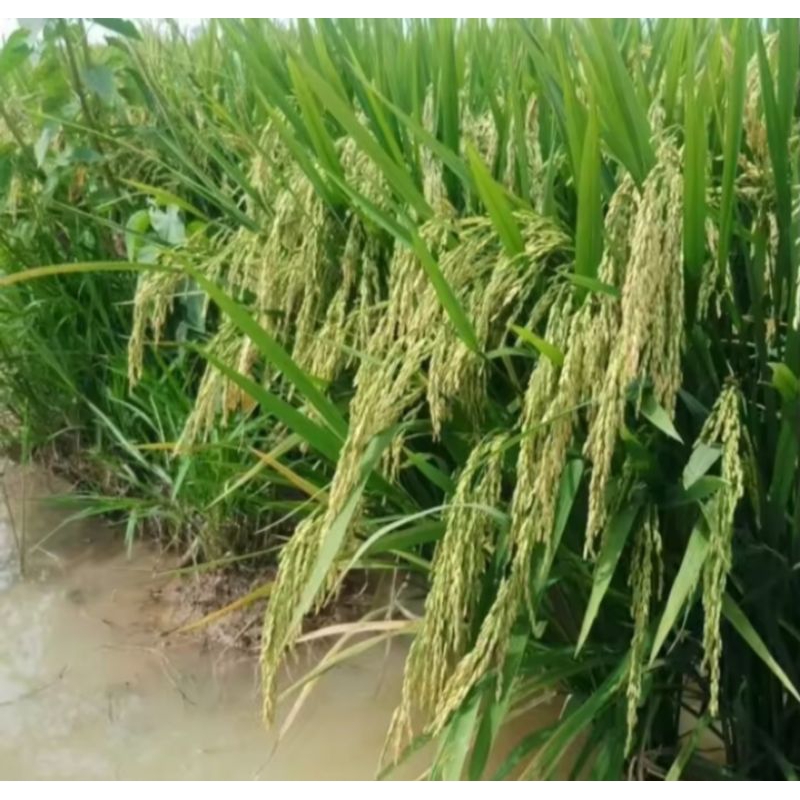 benih padi SIGUPAI UA11 kemasan 1kg