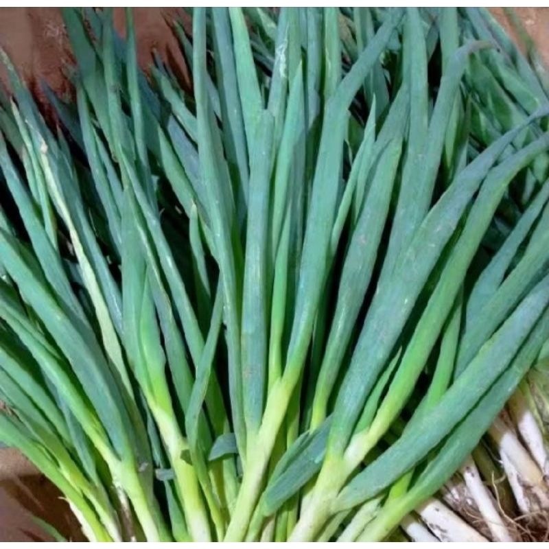 

Daun Bawang 500gr