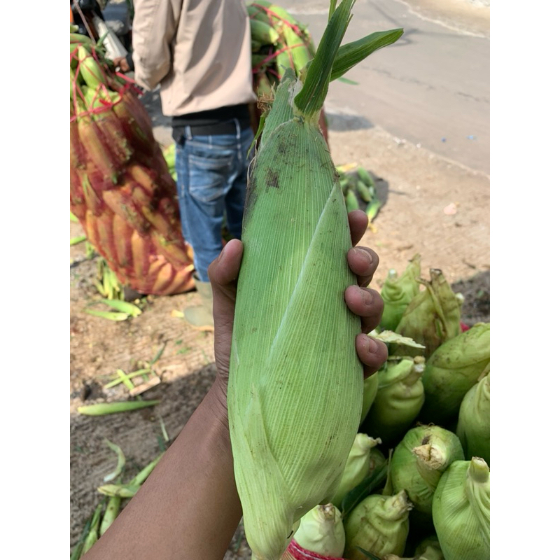 

JAGUNG MANIS 1pcs dan 1kg