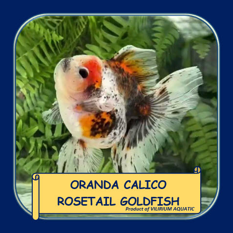 IKAN HIAS AIR TAWAR - MAS KOKI ORANDA CALICO EKOR ROSETAIL / ORANDA CALICO ROSETAIL GOLDFISH (GRADE 