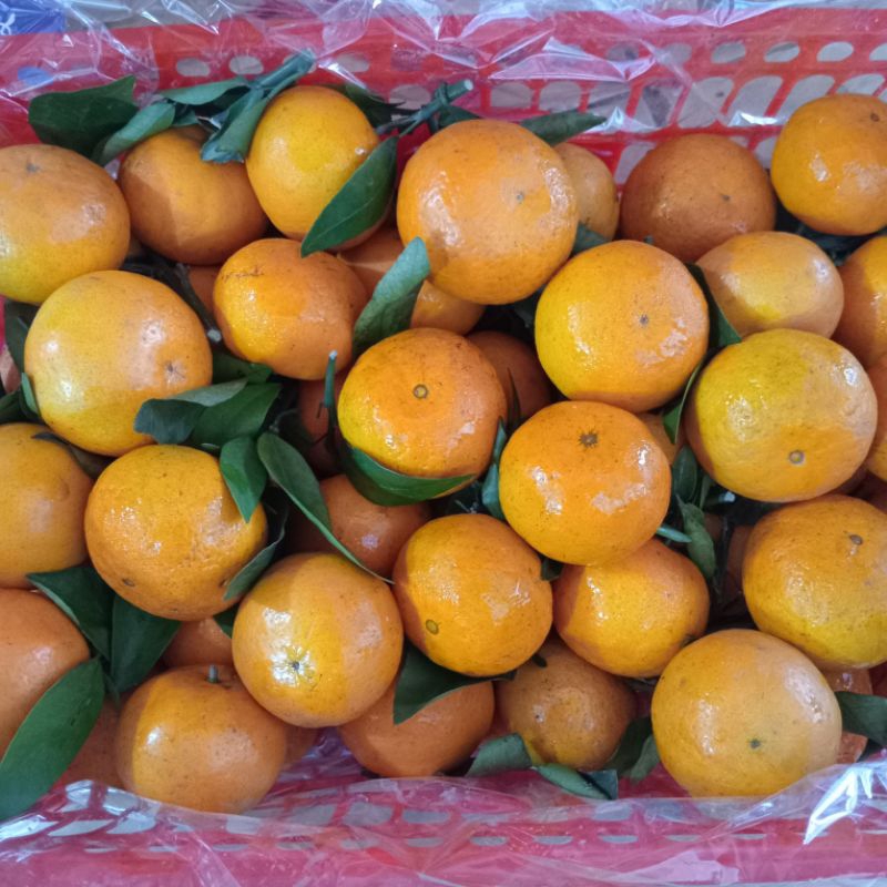 

buah jeruk santang frash 1kg