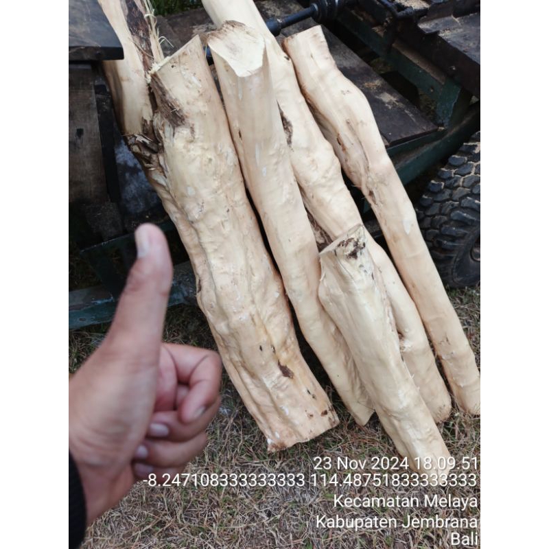 Kayu Kemuning / Kemoning