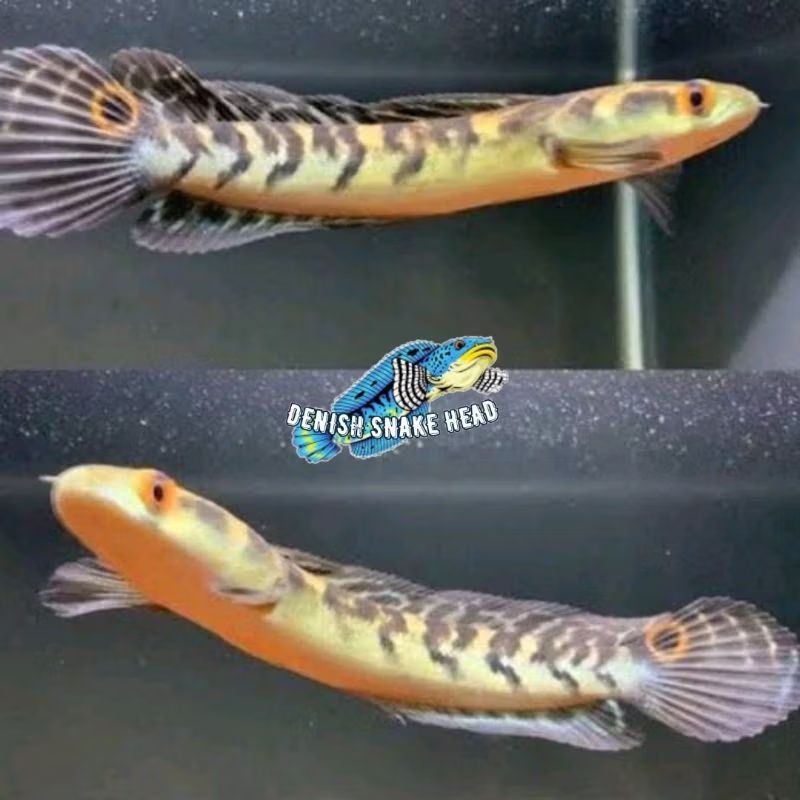 Ys 14-17 cm perlengkapan akuarium channa dekorasi kolam