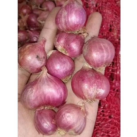 

BAWANG MERAH MURAH KERING 500GR