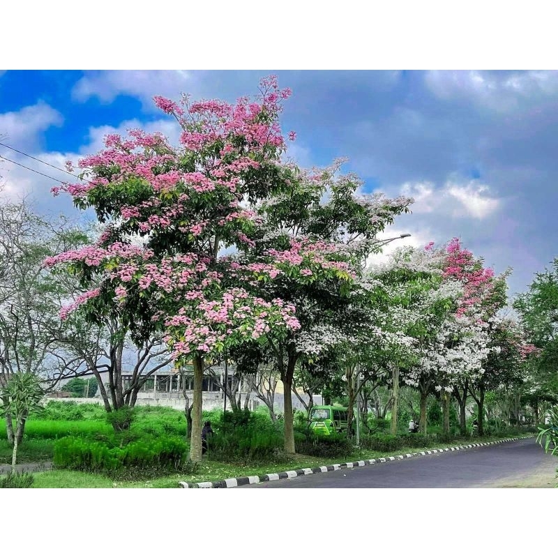 bibit tabebuya 4 warna pink,kuning ,ungu(,merah mmegenta okulasi)