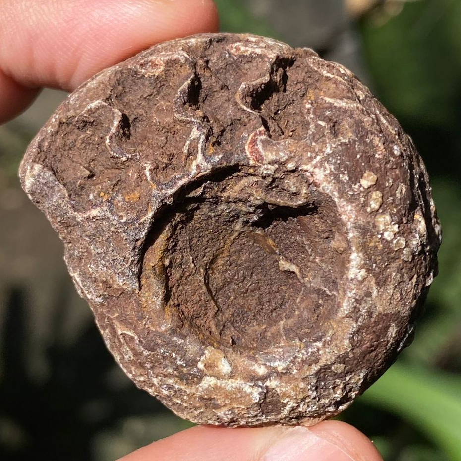 54GR Gr Fosil Ammonite - Natural Ammonite Full Suture