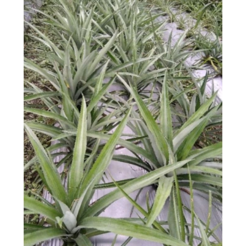 

BIBIT NANAS MADU 20 BATANG 50000 RBU