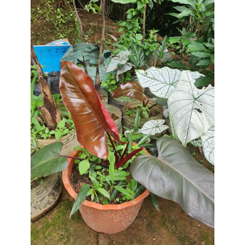 tanaman hias philodedron black cardinal/pilo black cardinal