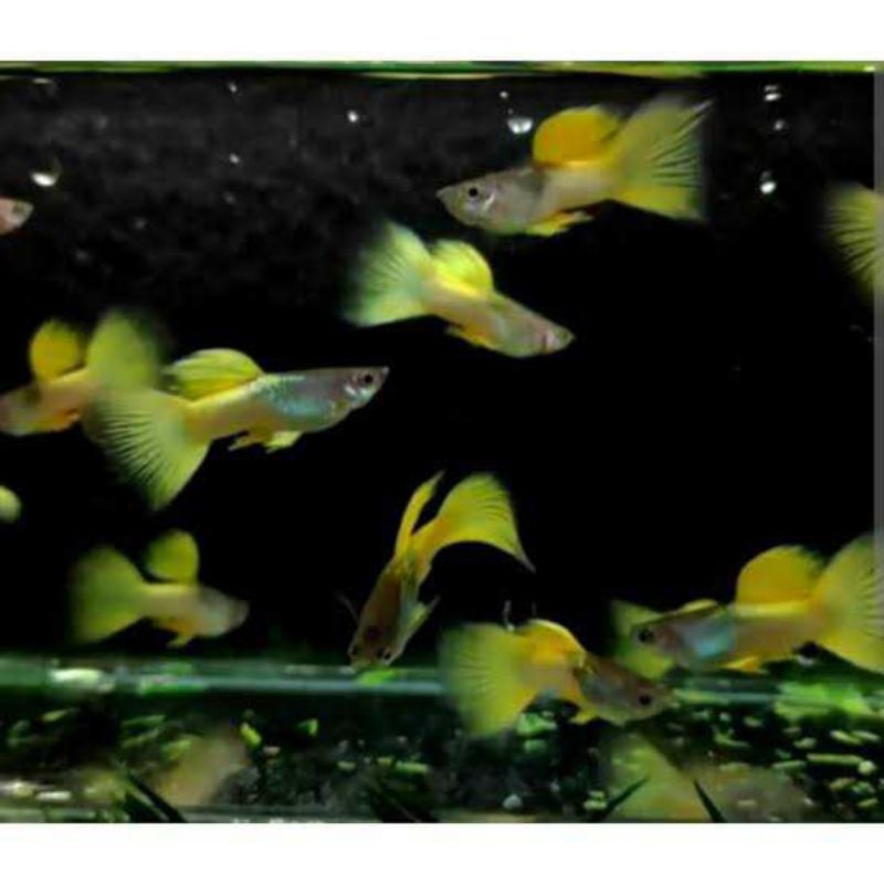 pakan ikan hias Guppy yellow pingu isi 5 pair induk