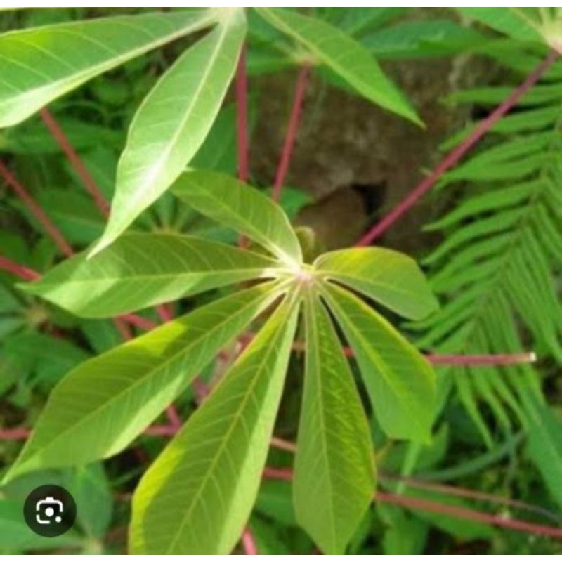 

Daun pucuk singkong segar 1kg murah