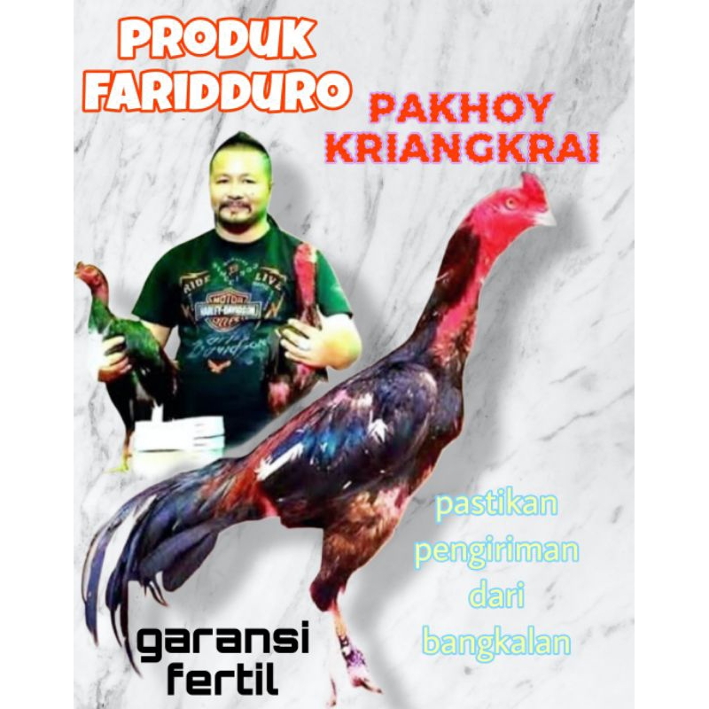 

Telur fertil ayam pakhoy trah KriangKrai