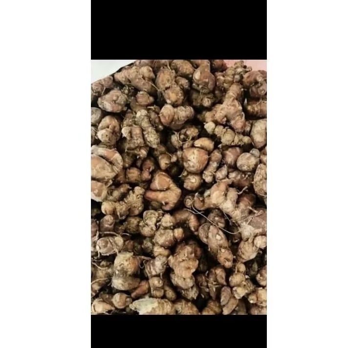

KENCUR FRESH 1KG PANEN BY ORDER