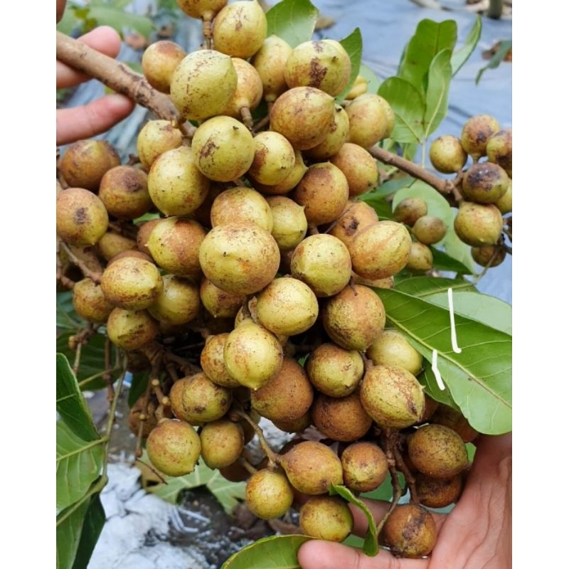 

Buah kecacil/kesambi 500g.