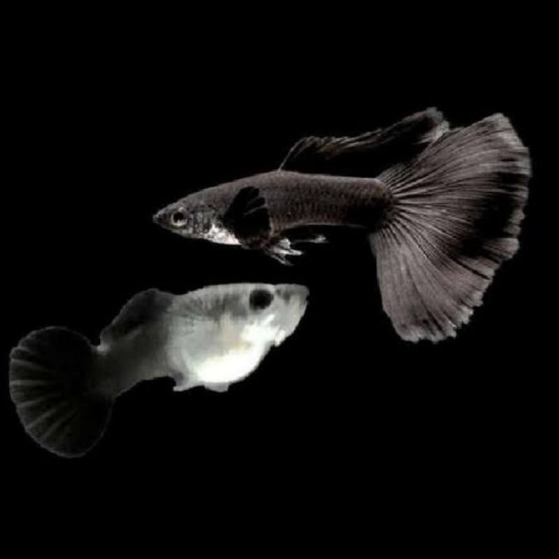 ikan Guppy black Moscow, male/fimale grade A