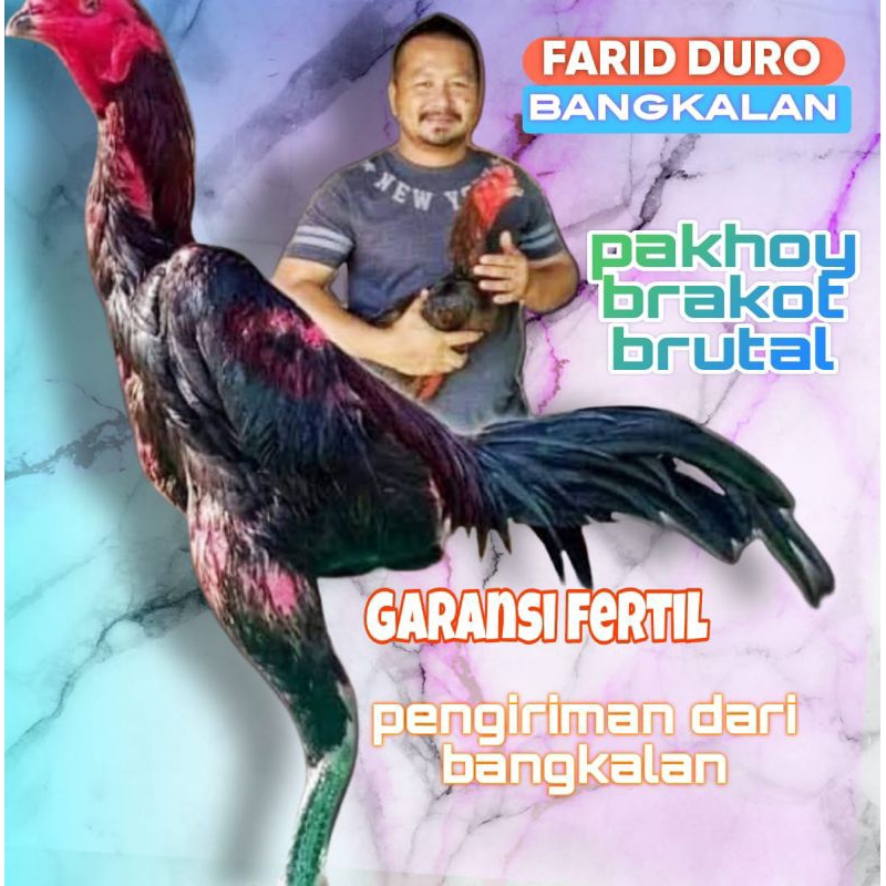 Telur fertil ayam pakhoy full brakot drumband brutal / COD