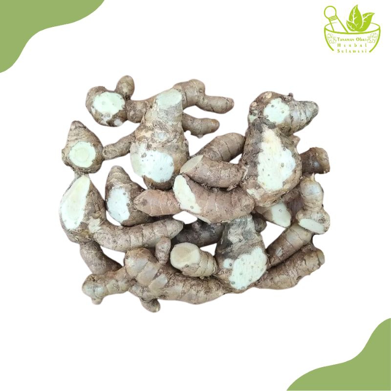 

Rimpang Temu Putih Segar/Curcuma zedoaria (500 Gram)
