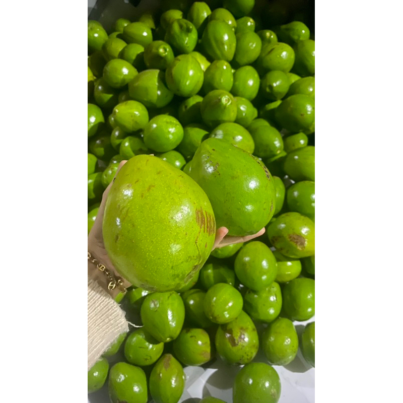 

Alpukat mentega 1kg