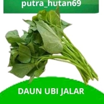 

TERMURAH DAUN UBI JALAR 1 KG