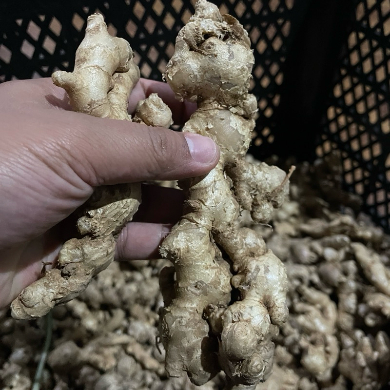 

JAHE TUA DAN FRESH 1 KG