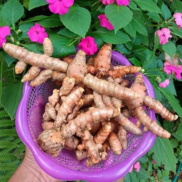 

Kunyit segar 1kg