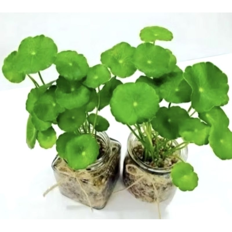 Tanaman Herbal Obat Daun Pegagan