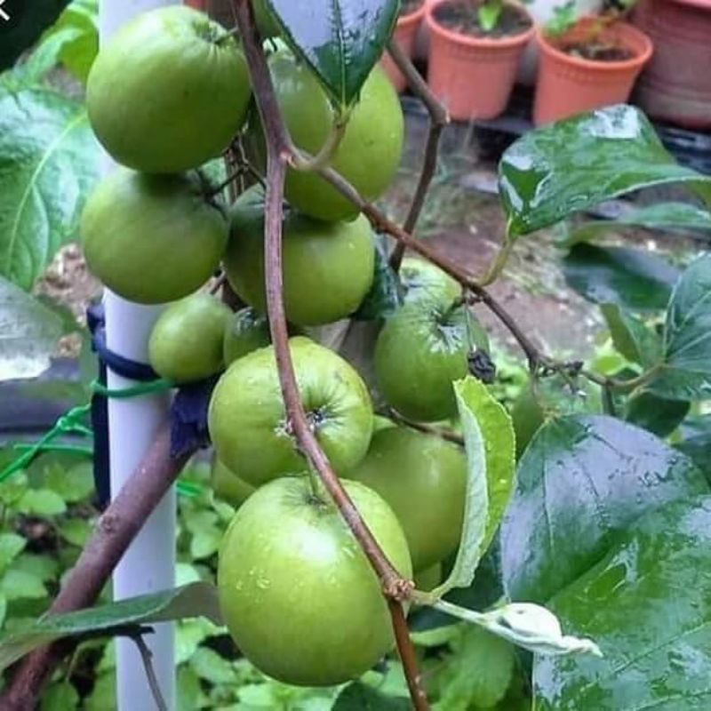 Bibit Buah Unggulan Unik Apel Futsa India Rasa Buah Manis Segar Tektur Renyah Asal Grafting Cocok Di