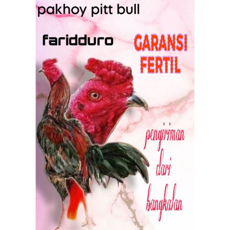 

Telur fertil ayam pakhoy trah Pitt Bull GARANSI FERTIL