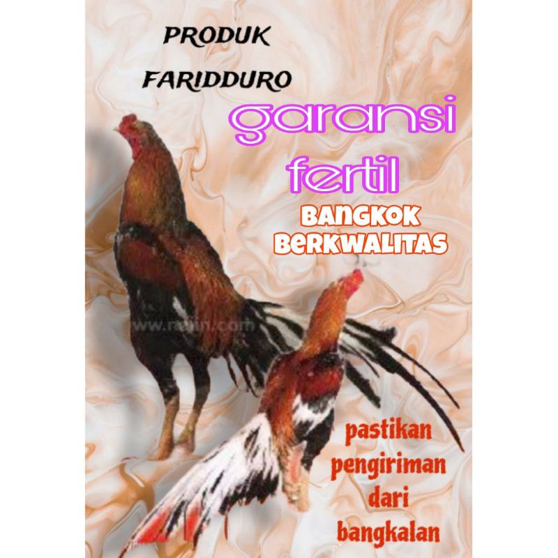 

Telur fertil ayam bangkok berkwalitas / ayam tarung