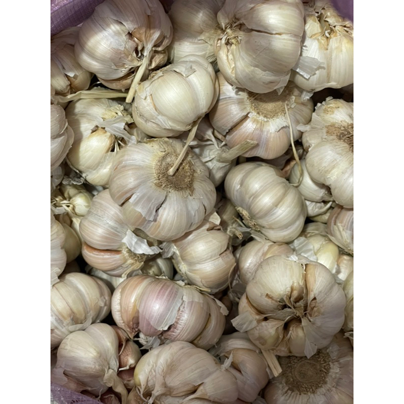 

bawang putih sico bawang putih bersih bawang putih 1kg